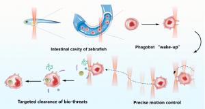 Figure 1 | Schematic illustration of light-powered phagobot for targeted phagocytic clearance of bio-threats.