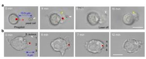 Figure 2 | Execution of targeted phagocytic tasks in vitro