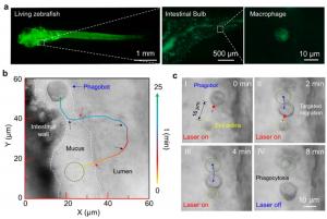 Figure 3 | In vivo targeted precise clearance of bio-threats by phagobot.