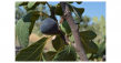 Türkiye’s New Fig Variety Could Revolutionize Health-Conscious Snacking