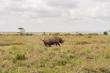 Kenya Wildlife Service and the Zeitz Foundation Initiate Historic Rhino Translocation to Segera Conservancy