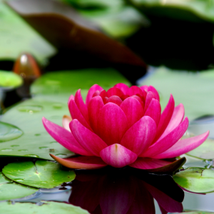 Lotus Flower