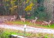 The Roadkill Art App Helps Avoid Vehicle Deer Collisions as Roadkill Increases in June due to Doe Movement