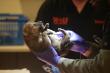 Endangered Wolf Pups Born in New York Fostered into Wild Dens in New Mexico