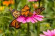 This Tennessee Nursery Is Quietly Fueling a National Pollinator Rescue Mission