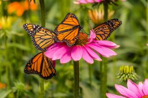 pollinator image