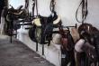 Global Horse Riding Equipment Market Set to Grow Steadily Driven by Rising Demand for Premium and Safety Gear