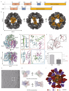 Figure 1. Structural characterization of Sus scrofa PDHc core and overall landscape of integrated complex.