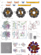 A flexible powerhouse: Researchers unveil the dynamic blueprint of a key metabolic enzyme