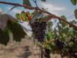 Viñadas 2025: El evento enológico en el corazón de Valle de Guadalupe