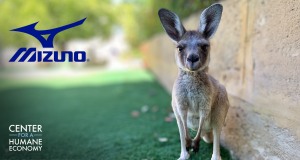 Mizuno Kangaroo