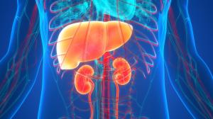 kidney disease, infections, and cysts. Chronic kidney disease, which affects about one in seven adults