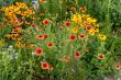 How One Tennessee Nursery Grows Native Plants to Help Save the Environment and Restore Earth’s Natural Balance
