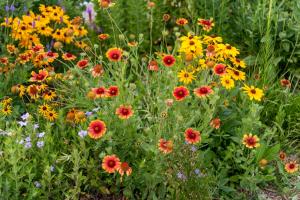 Native Plants TN Nursery