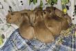 Ghost Ranch Exotics Welcomes Adorable Wave of Baby Capybaras