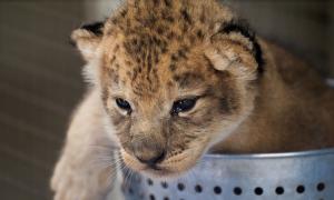 Lion Cub being weighed at health exam at Lion Country Safari.
