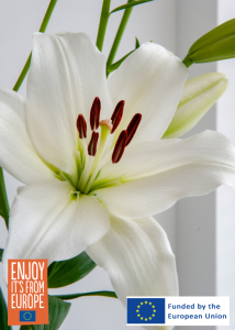 Image of Lilies