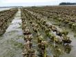 Oyster Farming Market SWOT Analysis by Leading Expert: Huitres Favier Earl, Chatham Shellfish, HuîtresHélie