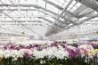 Celebrate California Grown Flowers Month: Discover the Beauty and Sustainability of Westerlay Orchids