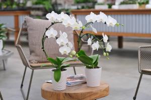the wave orchid