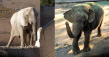 Trunks & Treasures Auction Returns June 13 to Help the Last Two Elephants in Argentina Reach Sanctuary