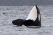 Appellant in One Seattle Plan FEIS Appeal Says Dismissal Paves Over Orca Recovery Efforts