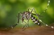 Record Mosquito Activity and West Nile Virus Cases Surge in Las Vegas
