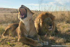 Photos and videos of rescued circus lions’ relocation from France and release at ADI Wildlife Sanctuary, South Africa.