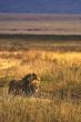 Kiwoito Introduces Tailored Tanzania Safari Packages for Global Travelers