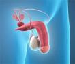Erectile Dysfunction Market Epidemiology Report 2025-2035: Pipeline Analysis, Treatment, Trends, Rising Incidence & Prevalence