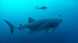 A filmmaker swims with a whale shark during filming for One Epic Ocean.