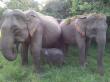 Founder of SLWCS, Ravi Corea, is saving the Elephants of Sri Lanka in new and unique ways based on research