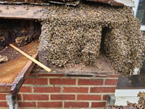 Exposed exterior wall of a historic home showing a large honey bee hive.