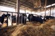 Vietnam Cattle Feed Market Size is Projected To Exhibit Growth Rate 2.05% CAGR During 2025-2033