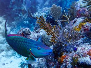Parrotfish at Grecian rocks John Pennekamp park Key Largo