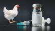 Poultry Vaccine Market Forecast to Surpass USD 3.76 Bn by 2032 with 7.9% CAGR Growth | Coherent Market Insights