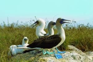 ISLAND DISCOVERY1
