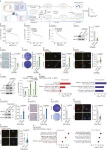 Figure 1. CRISPR-based screening identifies H2AZ1 as a driver of cellular senescence.