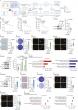 CRISPR screening reveals H2AZ1 as a key driver of mesenchymal stem cell aging