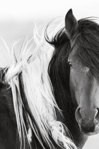 Puuku, by photographer Maria Marriott. A wild stallion from the Virginia Range of Nevada.
