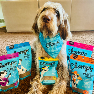 Champ Dog Francine with bags