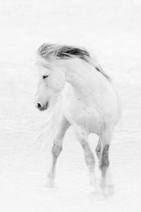 Wind Dancer by Maria Marriott, photographer. Wild stallion in the wind and dust of the Wyoming desert.