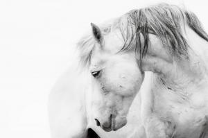 Introspection by Maria Marriott, photographer. A McCullough Peaks, Wyoming wild stallion.