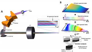 Fig. 1 | SELF-OCTA working principle.