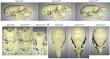 New Study Reveals How RUNX2 Regulates Skull Development