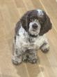 VetStem Cell Therapy Helps Dog Recover from Cruciate Ligament Tear