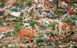 Pet Sustainability Coalition Leads The Fight Against Massive Plastic Waste in Pet Industry
