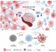K+ sink uncovered: How tumors trap potassium to evade immunity