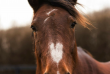 Equine-Assisted Therapy Program Launches for Neurodiverse Youth in Ottawa, IL