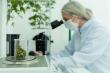 Cannabis Testing Market Set to Witness Significant Growth by 2025-2032 | Anresco, SC Labs, Digipath, EVIO, PerkinElmer
